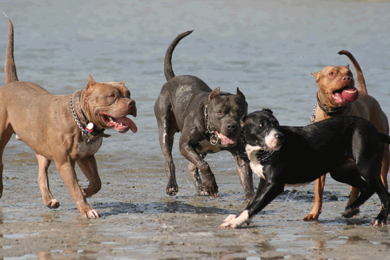 iron cross kennels banned from UKC Page 17 Pitbulls Go Pitbull